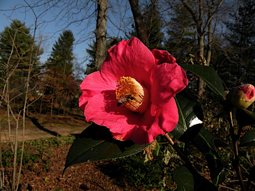 Camellia 'Spring's Promise' -PRE-ORDER Cold Hardy Winter Blooming Camellia PRE-ORDER Arrives late February