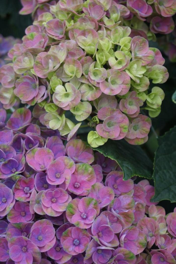 Hydrangea Nantucket Blue 2 Gal