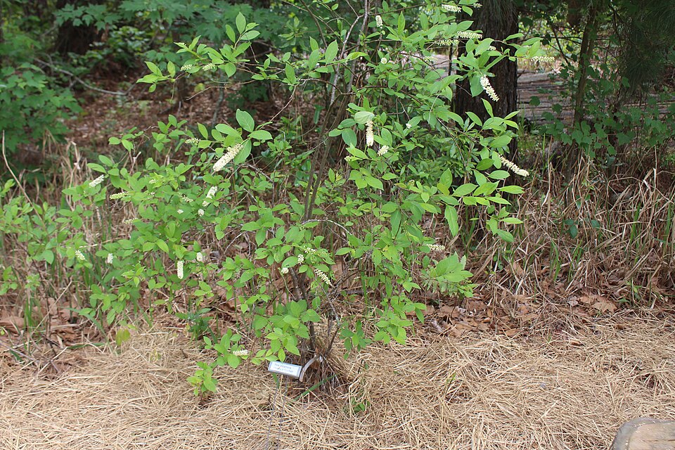 Itea virginica Henry's Garnet