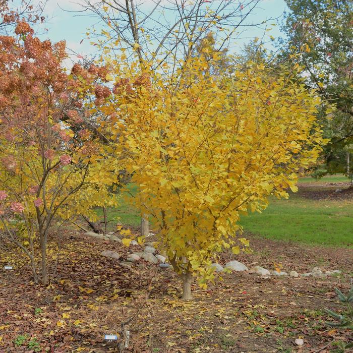 Ginkgo Biloba Jade Butterflies 3 Gal