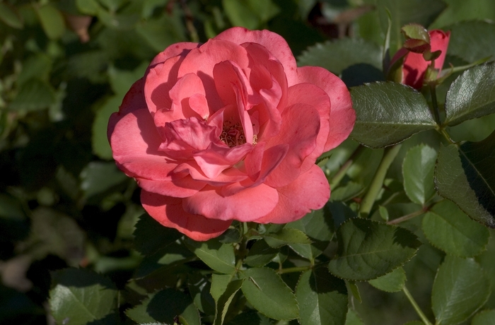 Grande Dame Tree Rose 5 Gal