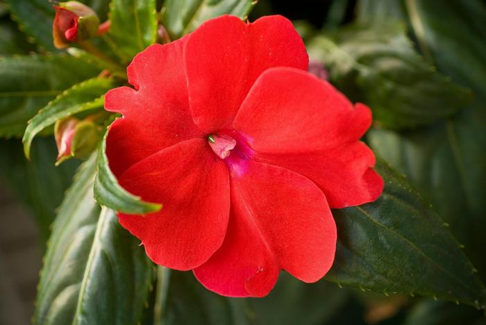 Sunpatiens Compact Purple Quart