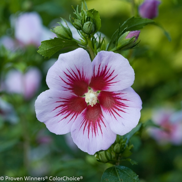 Althea Paraplu Rouge 3 Gal