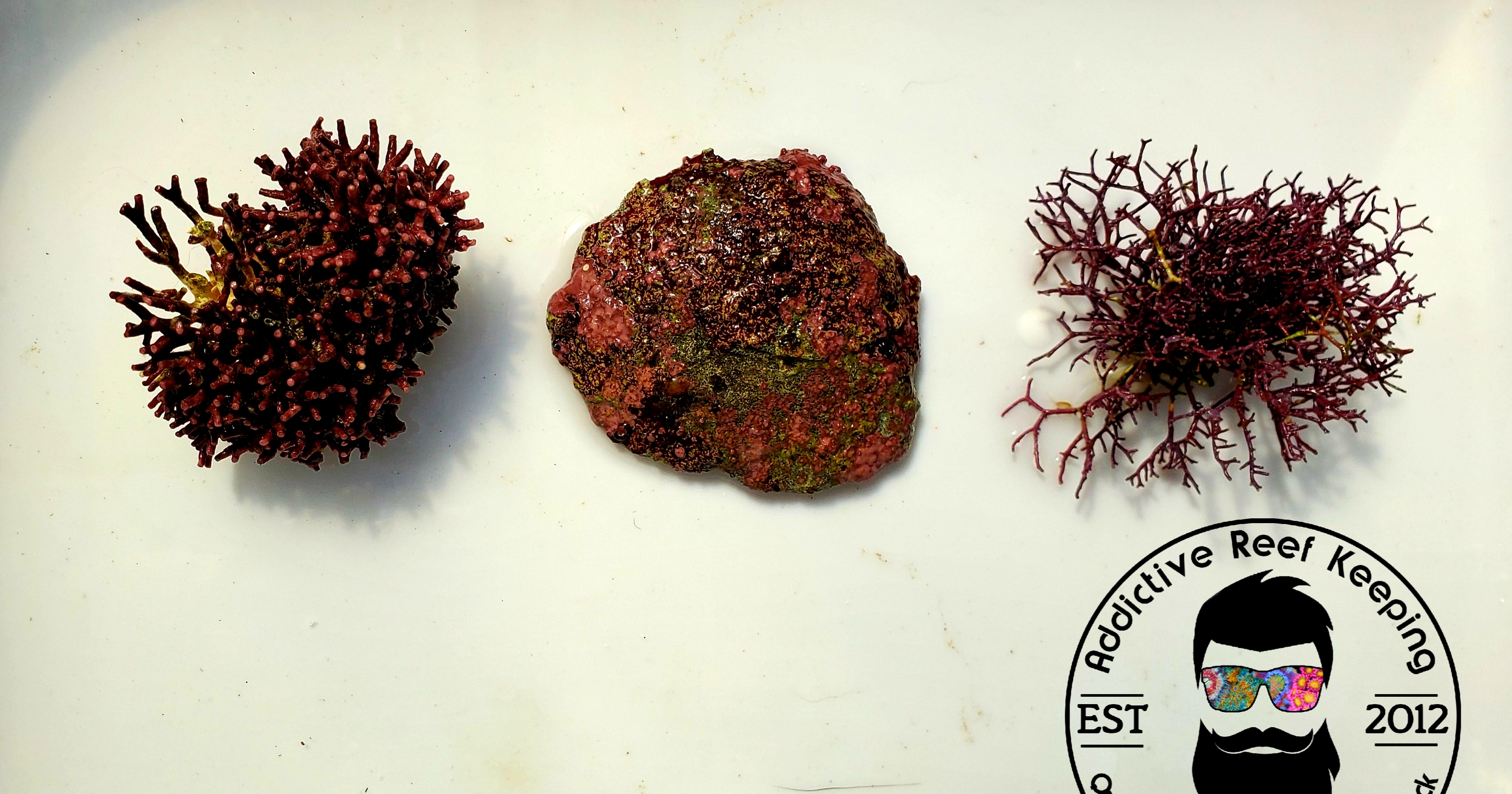 3 Pack Coralline Starter Pack- Branching Thick and Thin, Coraline Covered Shell