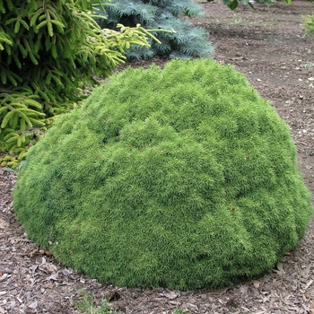 Dwarf Alberta Spruce Globe 10 Gal