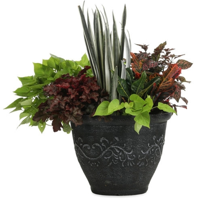Million Bells Superbells Evening Star Quart PW