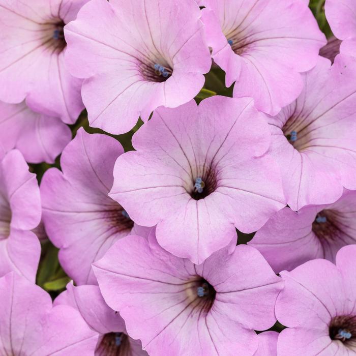 Petunia Supertunia Vista Fuchsia 1 Gal PW