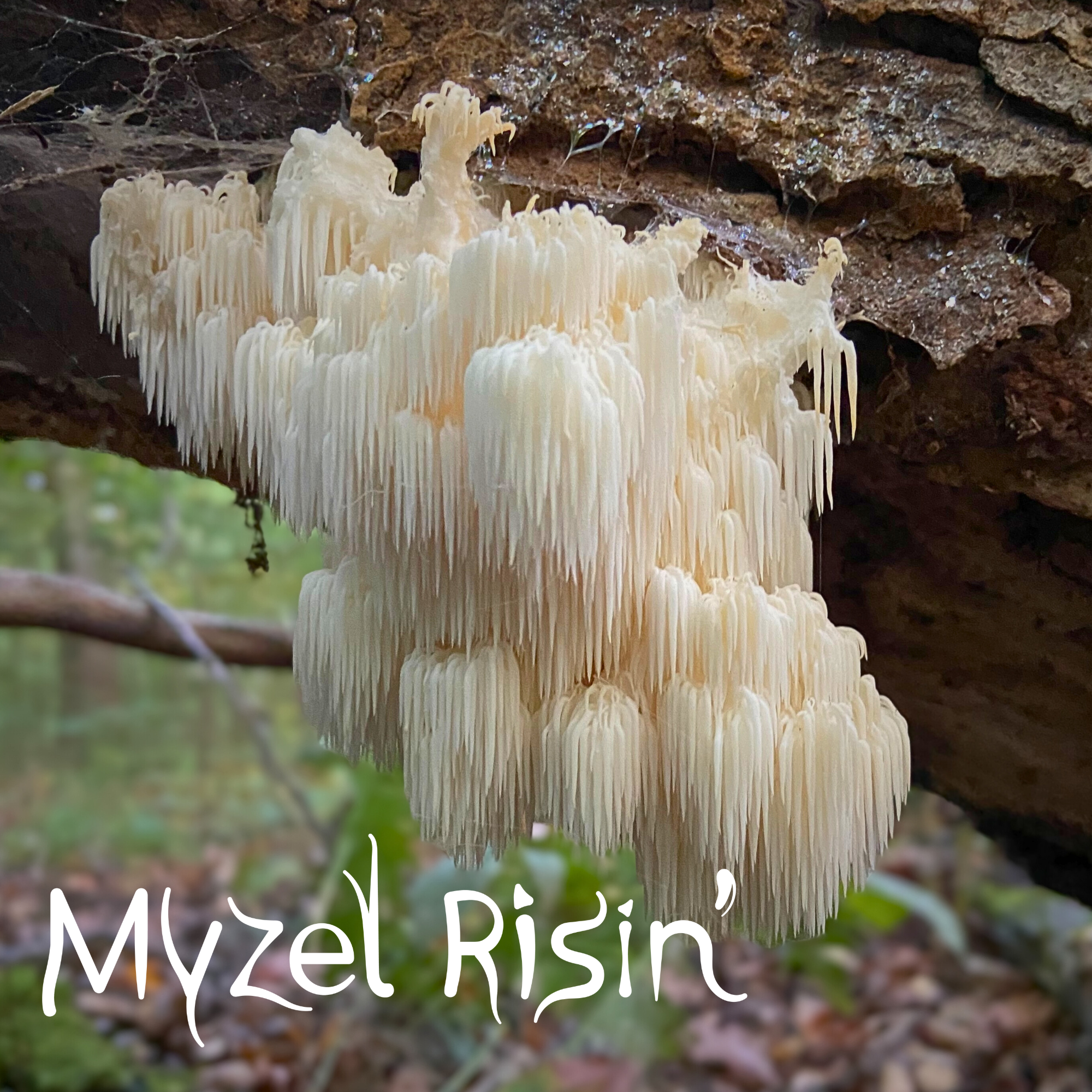 Mushroom Log Workshop