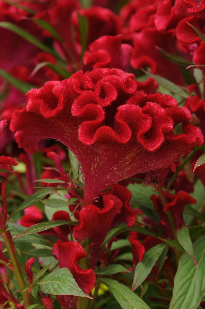 Celosia Twisted Strawberry Quart