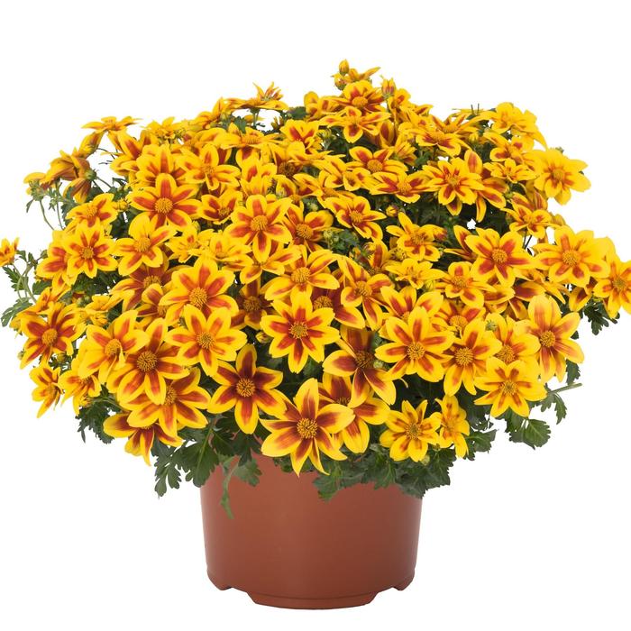 Bidens Bidy Boom Red Quart