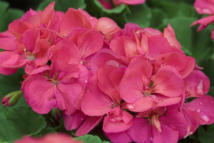Geranium Patriot Salmon 12"
