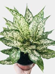 Aglaonema 'Spring Snow', 10"