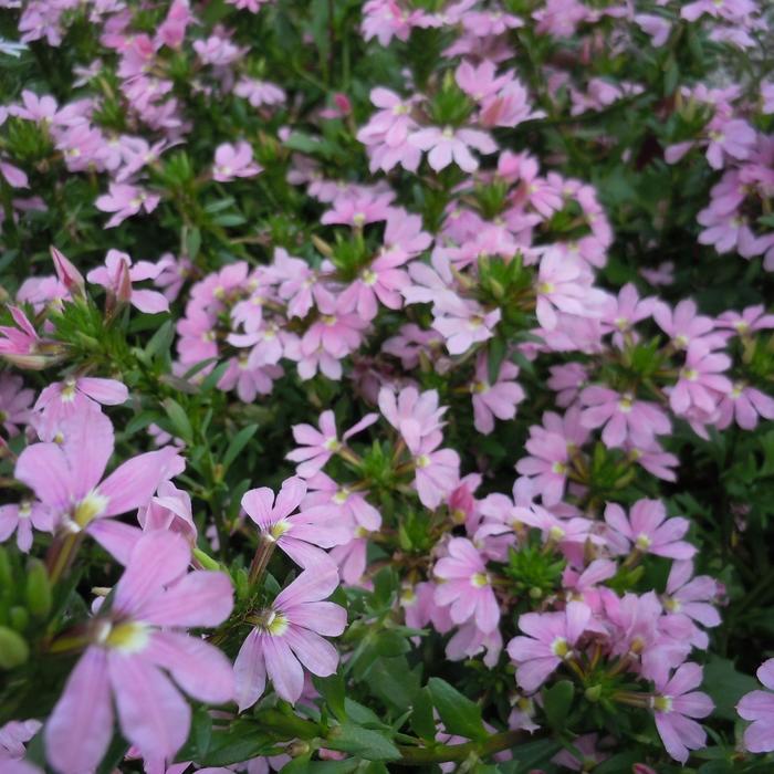 Scaevola Purple Haze Quart