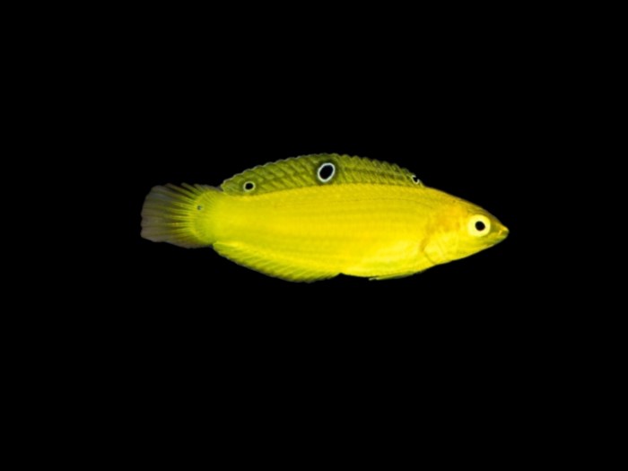 Canary wrasse