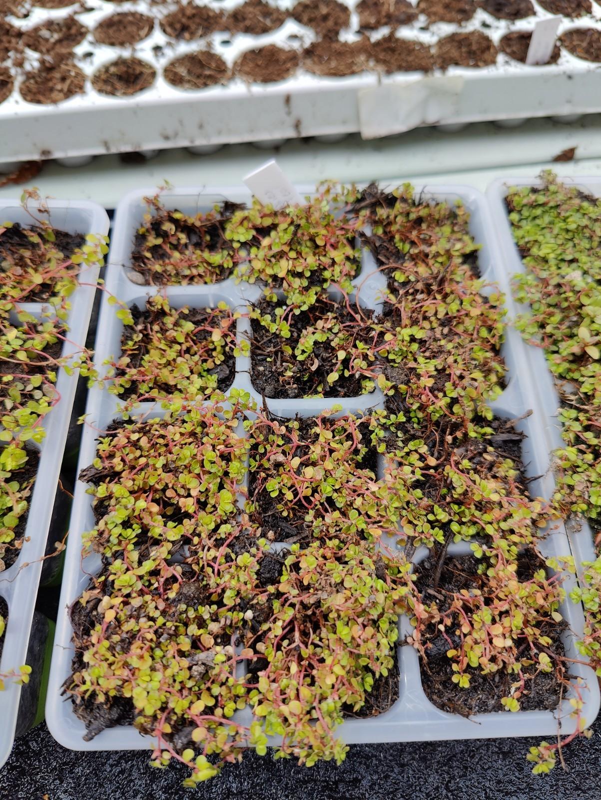 Babies Tears, Soleirolia soleirolii, 2 Mini Plug Plants - Perfect For Terrariums