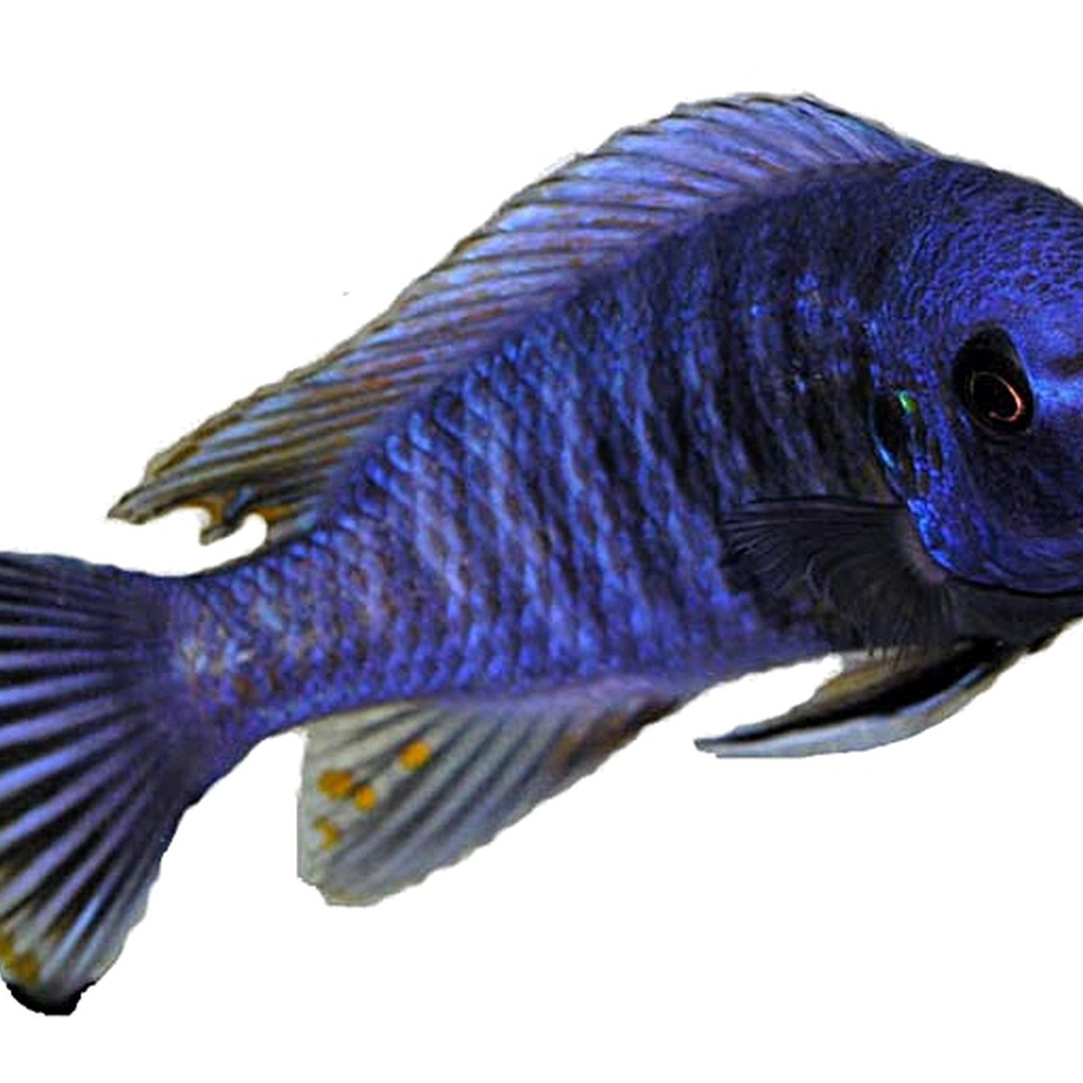Labeotropheus Tweavasae
