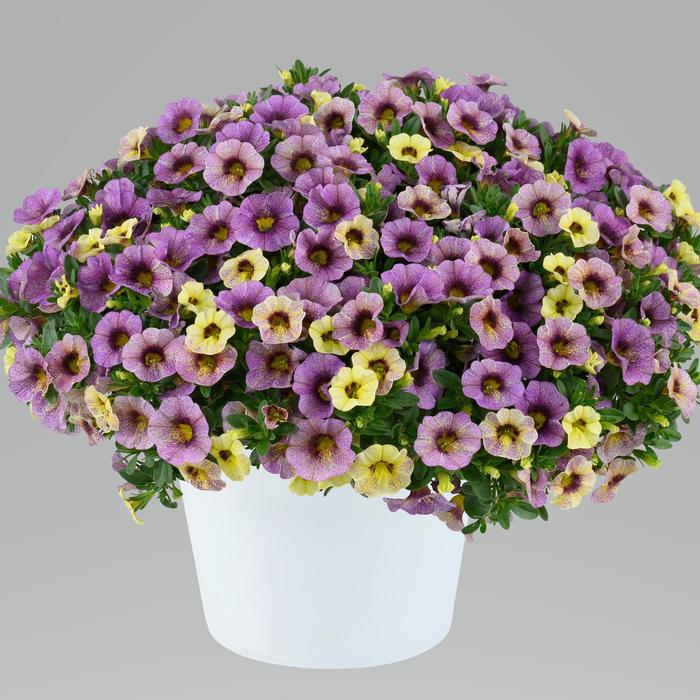 Million Bells Ombre Pink Quart