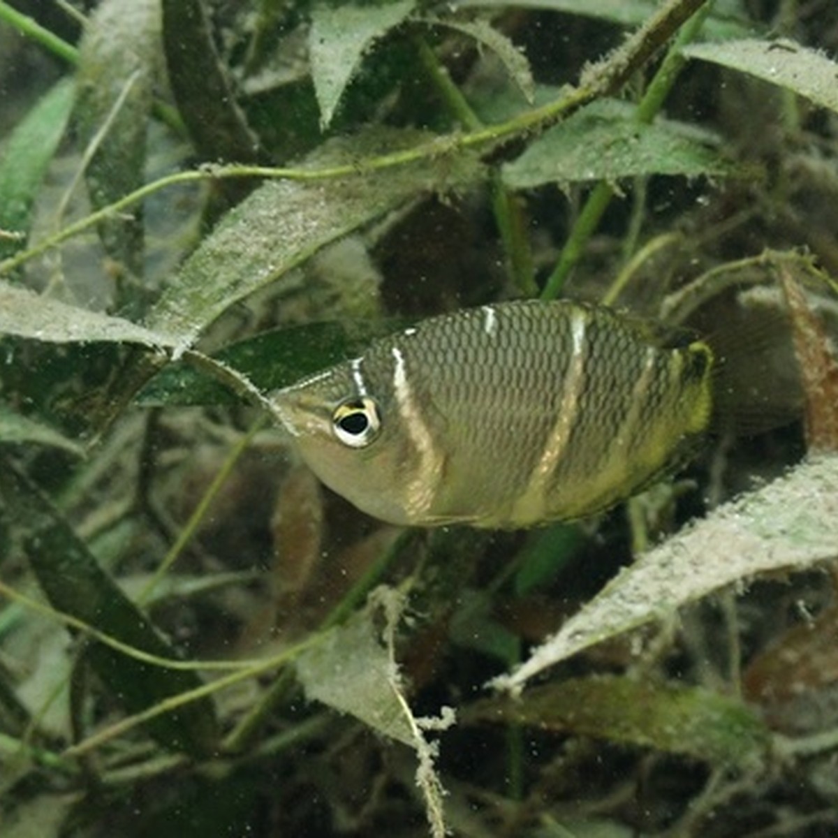 Vaillant Chocolate Gourami
