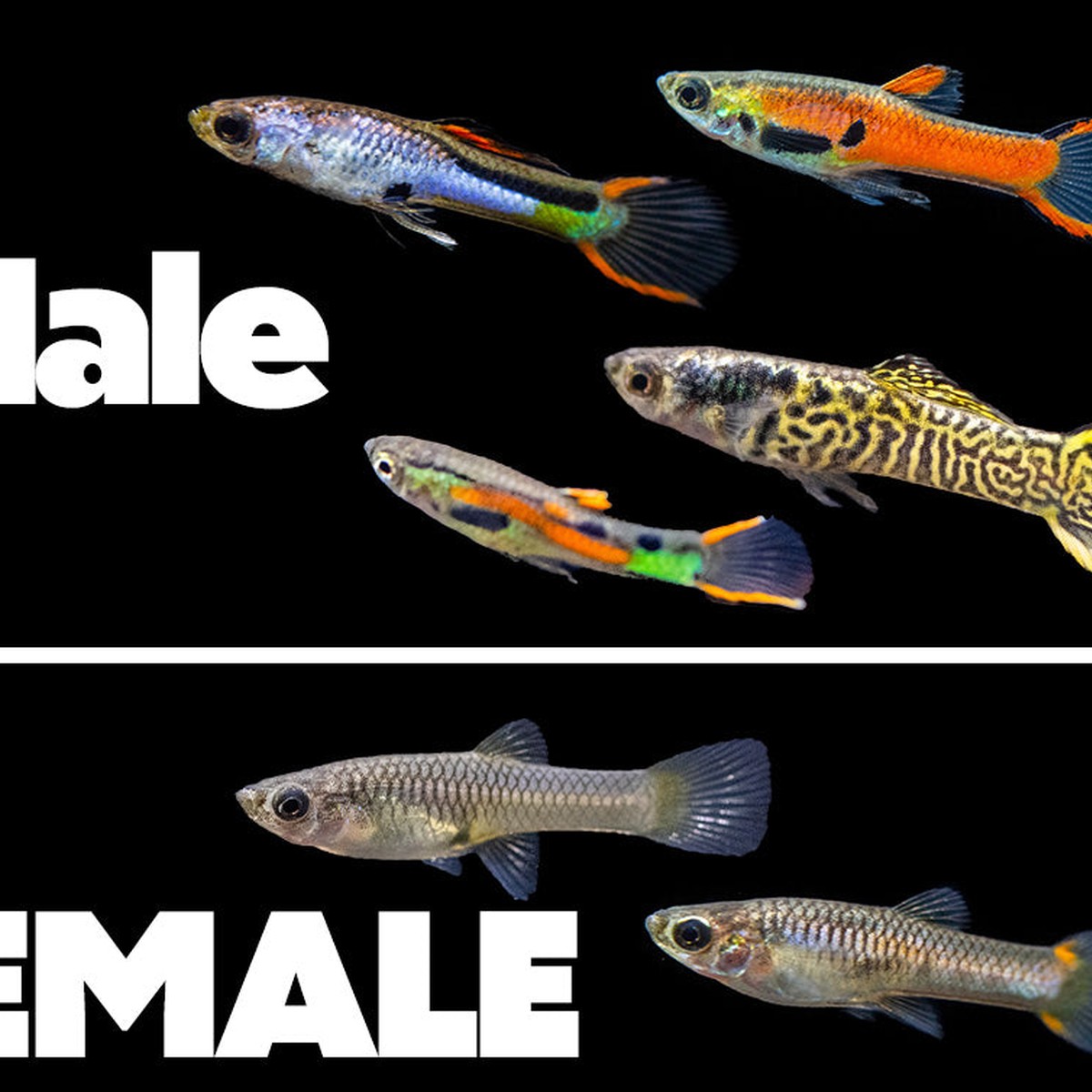 Assorted Male Endler
