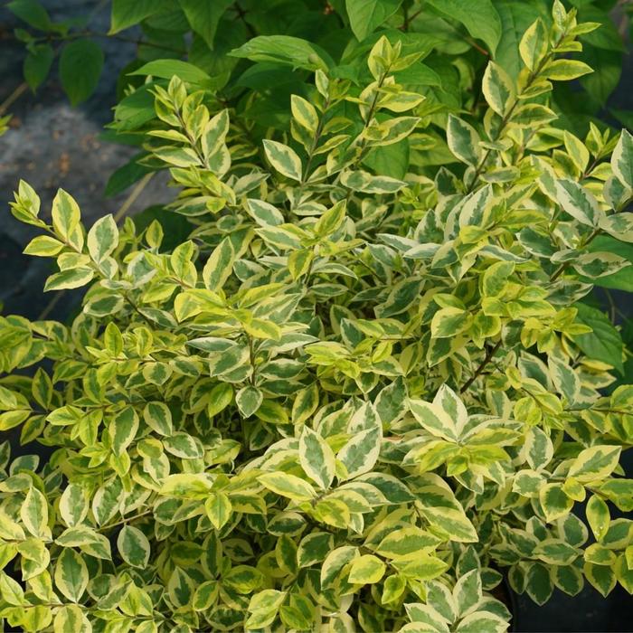 Ligustrum Sunshine 15 Gal