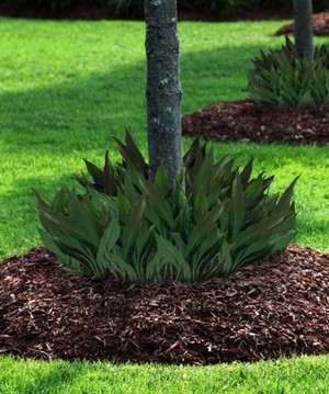 Tiny Tank Dwarf Cast Iron Plant (Aspidistra), 2 gallon