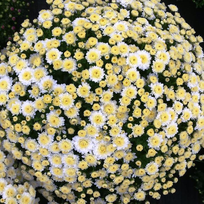 Mum Quart