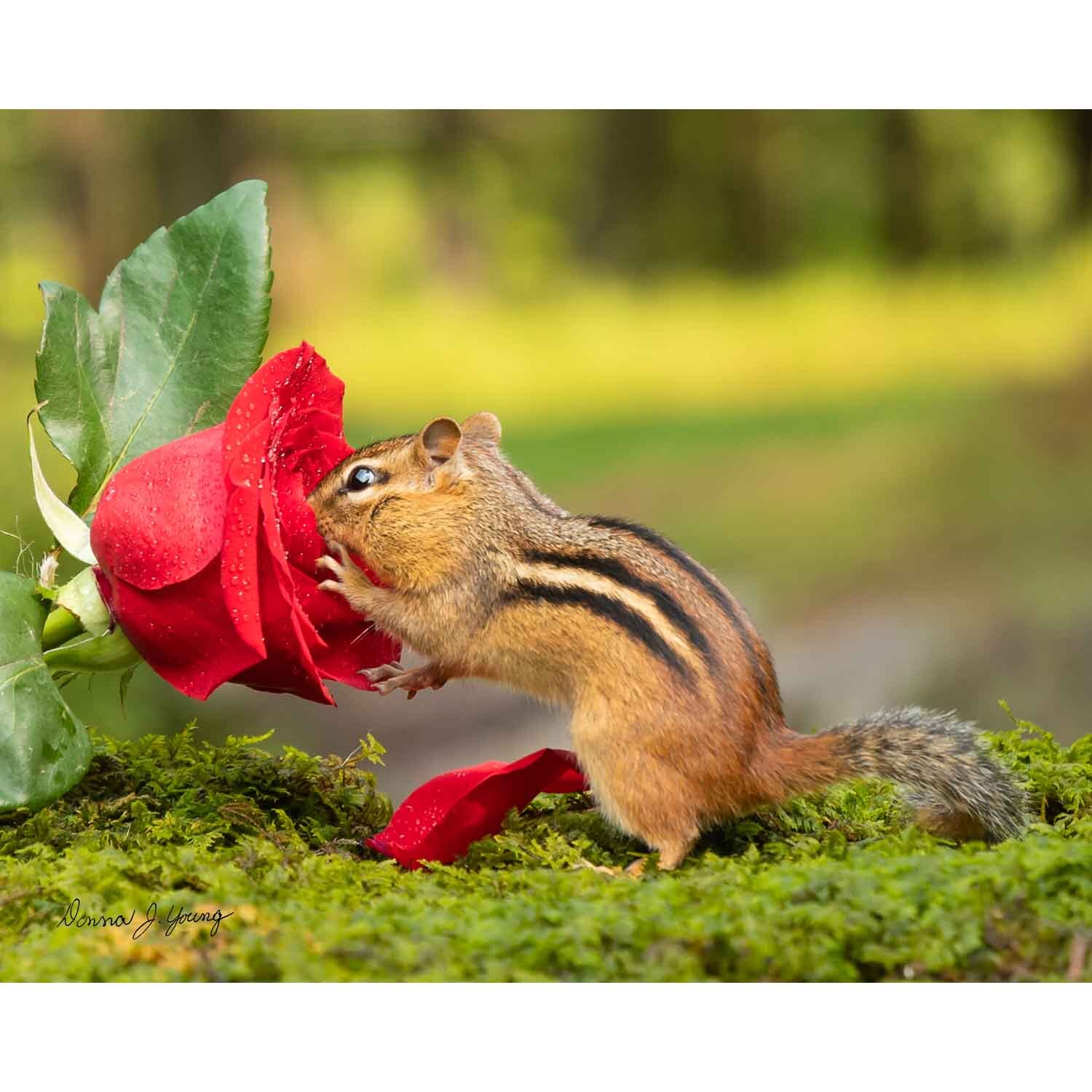 A Nose for Roses