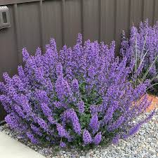 Walker's Low Catmint (Nepeta)