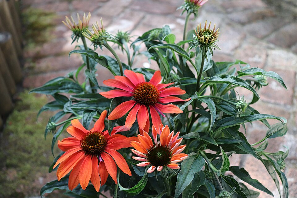 Echinacea 'Cheyenne Spirit'