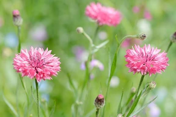 Pink Cornflower - 2x Mini Plugs - Hardy Annual