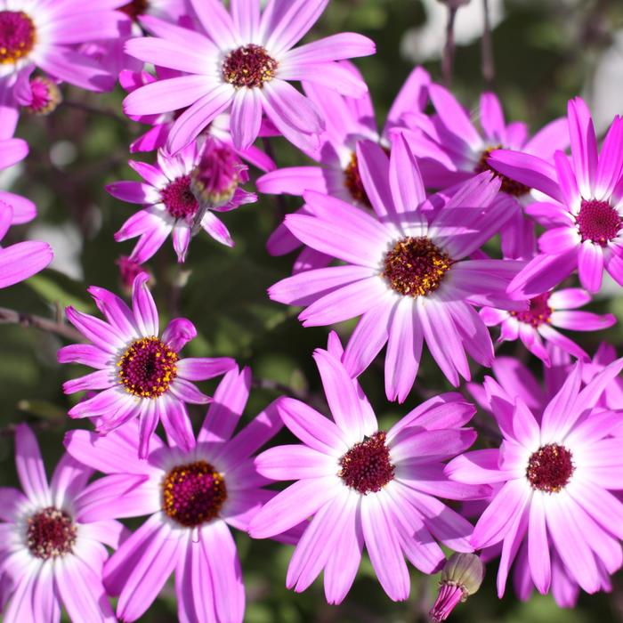 Senetti Magenta Bicolor 1 Gal