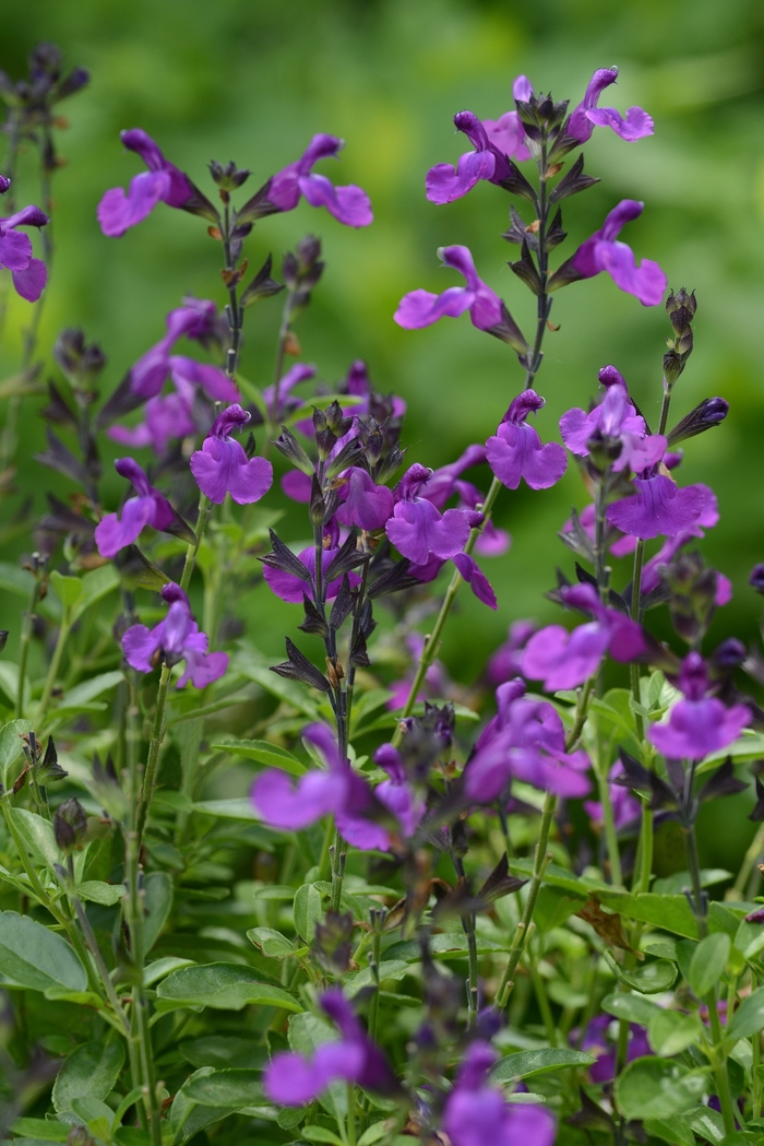 Salvia Greggii Mirage White 1 Gal