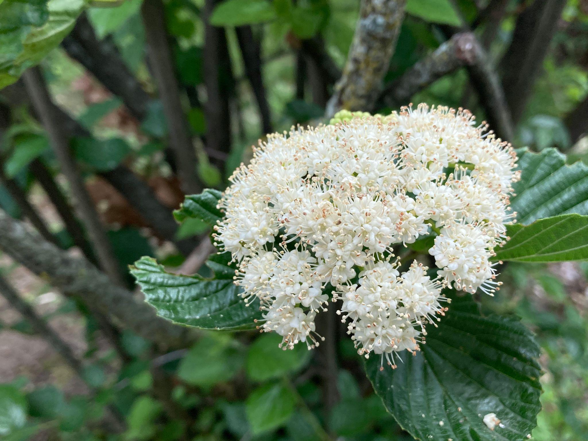 Viburnum dentatum 'Blue Muffin®'