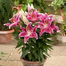 After Eight Oriental Lily (Lilium), 1 gallon