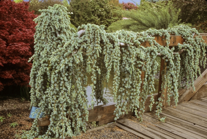 Spruce Cedrus Kashmir 8-9'