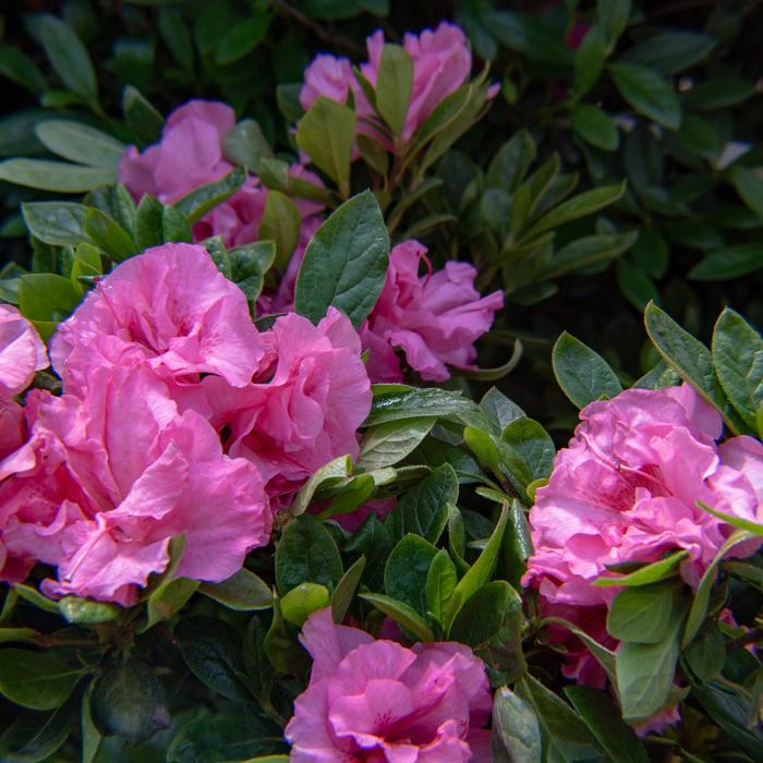 Azalea Ever After Ruby 3 Gal