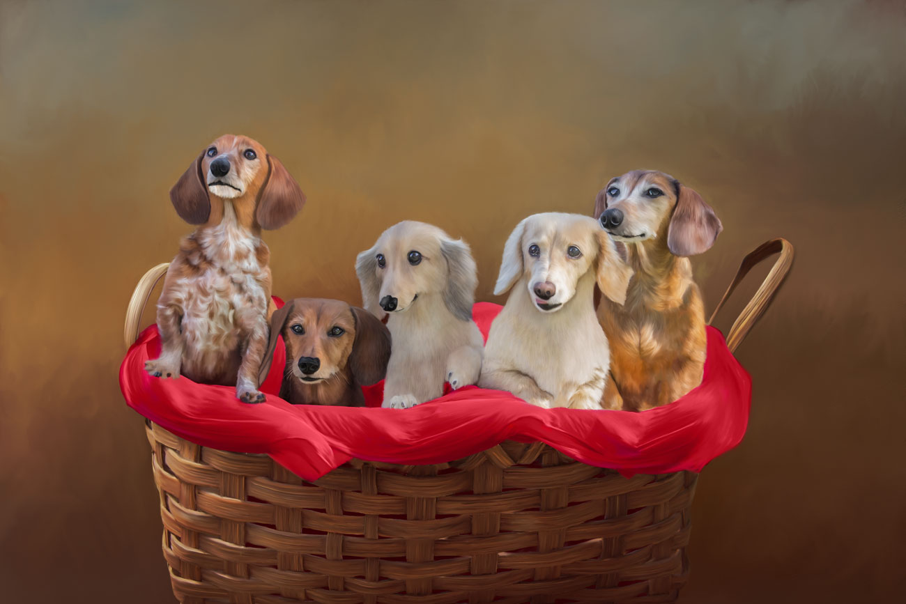 Pet Digital Painting