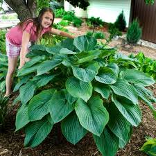 Empress Wu Hosta