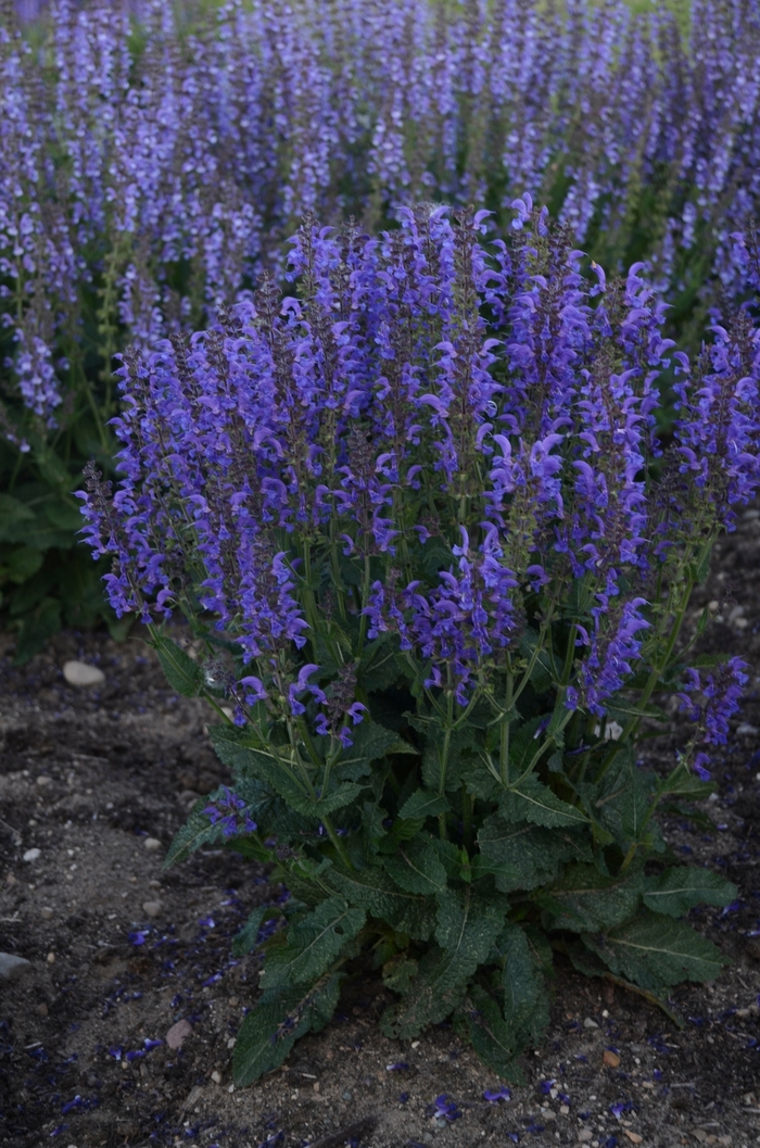 Salvia Color Spires Pink Profusion 1 Gal PW