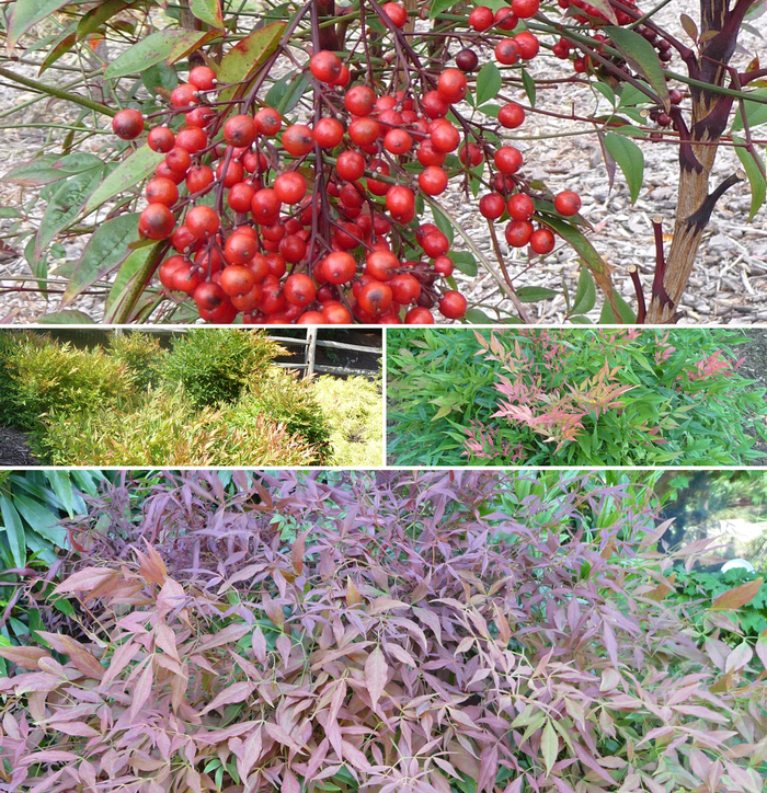 Nandina Twilight 3 Gal