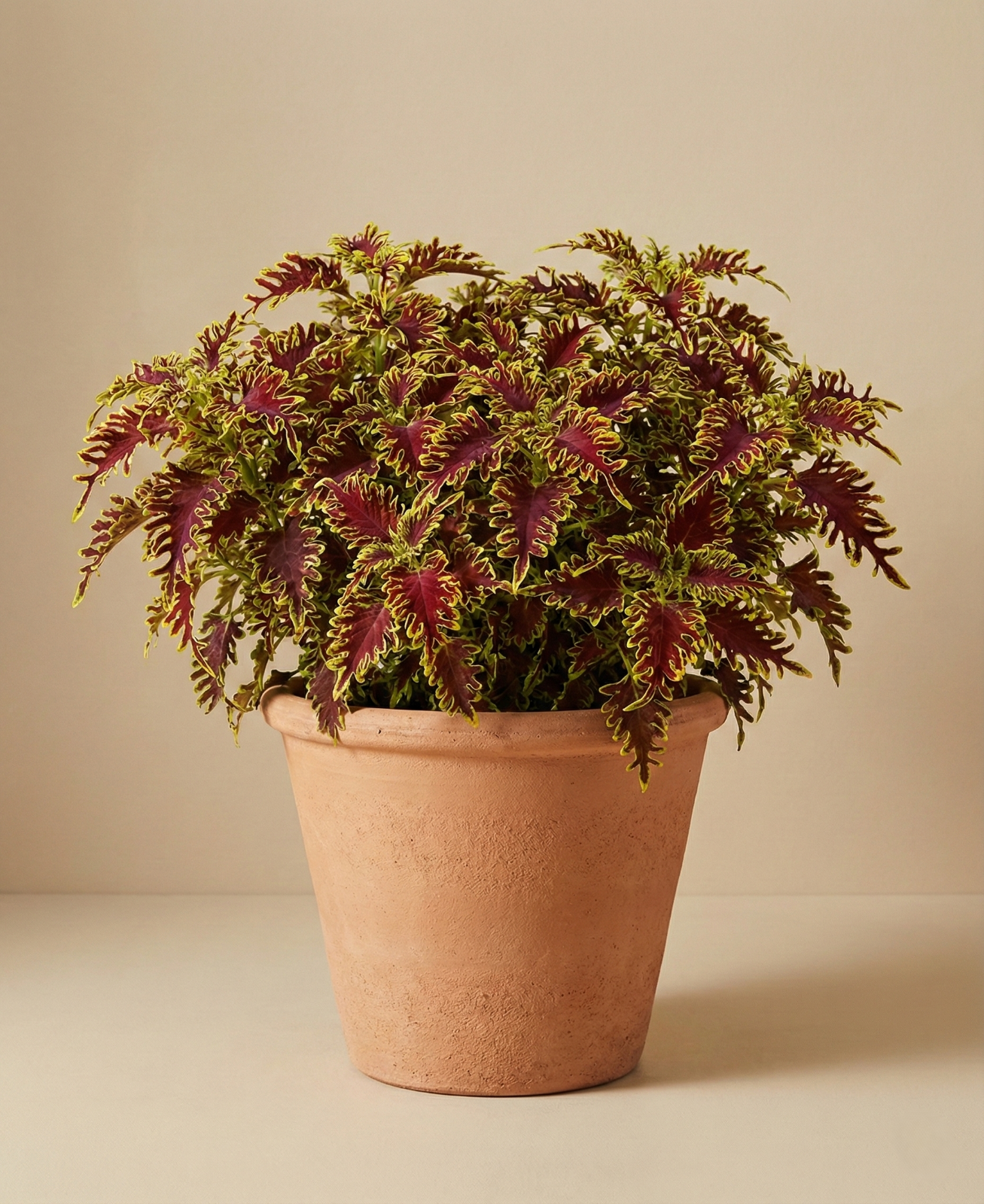 Skeletal Coleus - Mini Plug Plant Houseplant - Rare Unusual Variety