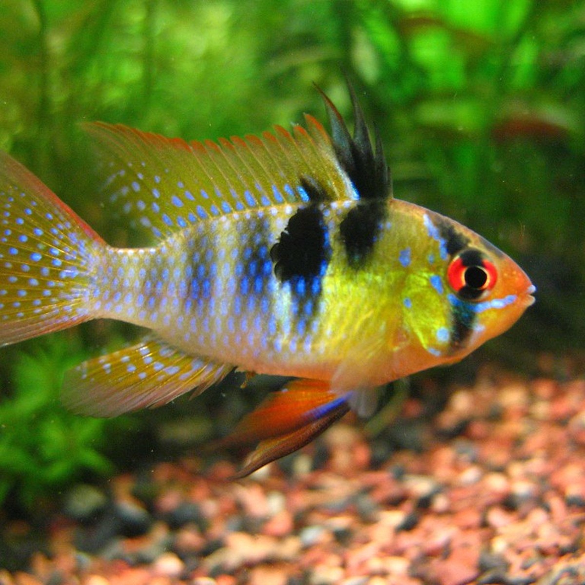 German Blue Ram (photo 2 of 2)