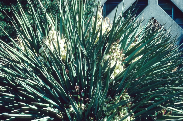 Yucca Filamentosa 5 Gal