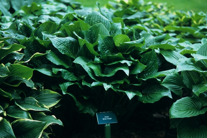 Hosta Wide Brim 3 Gal