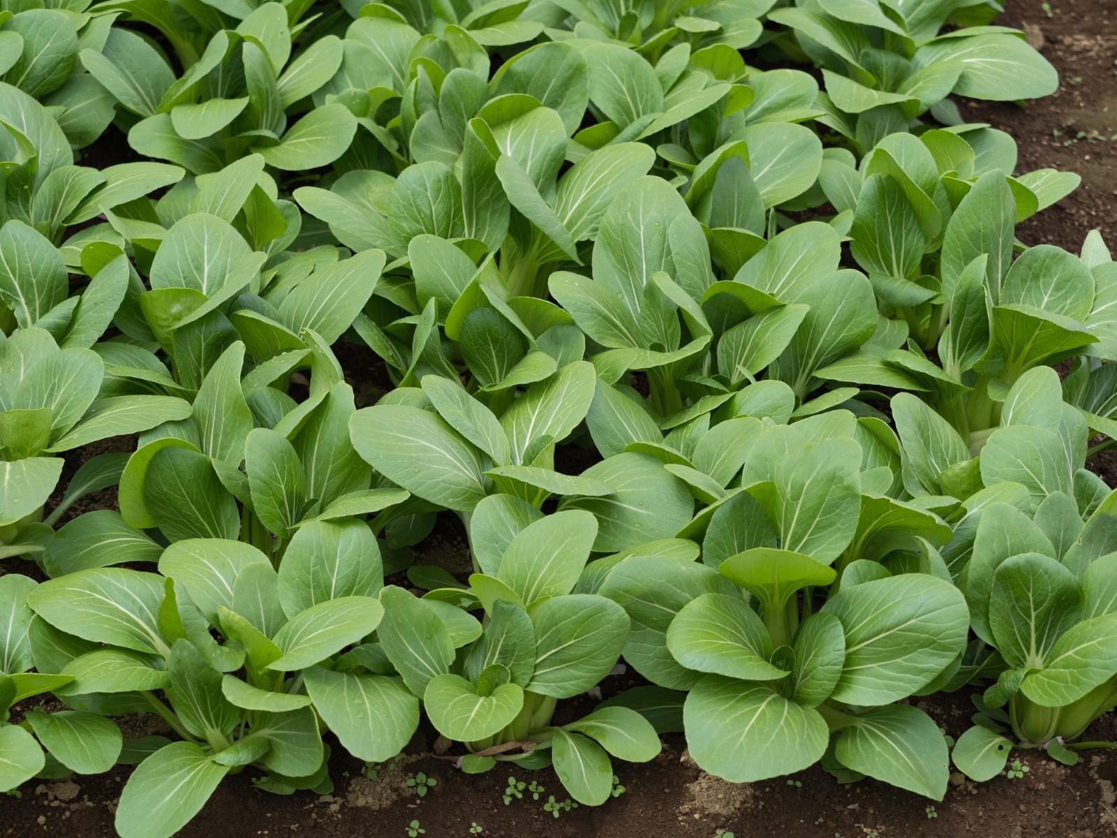 2x Organic Mustard Komatsuna Tendergreen Plug Plants – Hardy Spinach Substitute