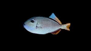 Blue Throat Trigger Female