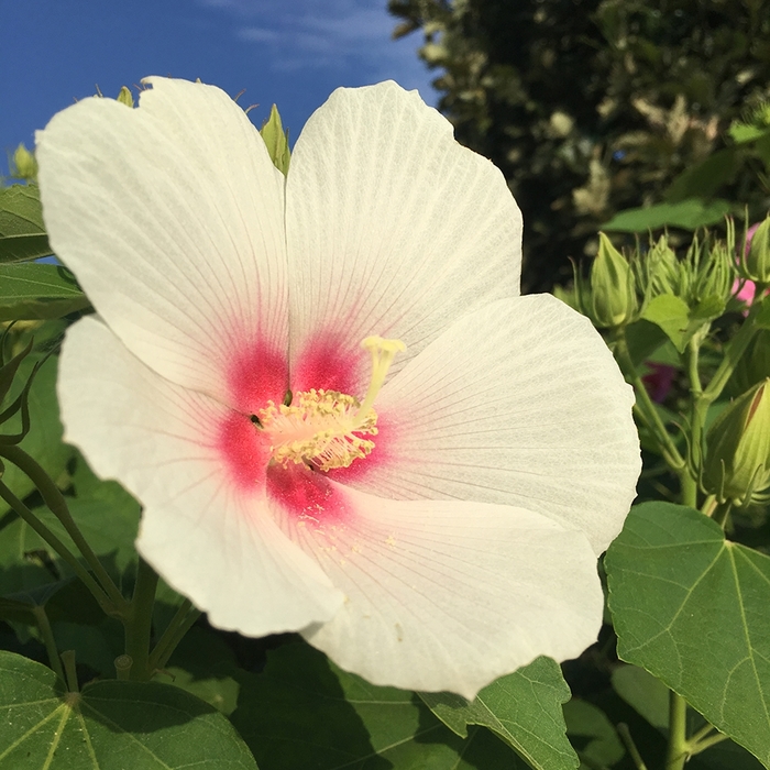 Hardy Hibiscus Big Hit Red 3 Gal