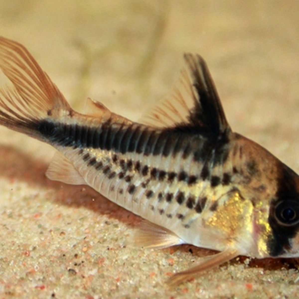 Loxozonus Cory