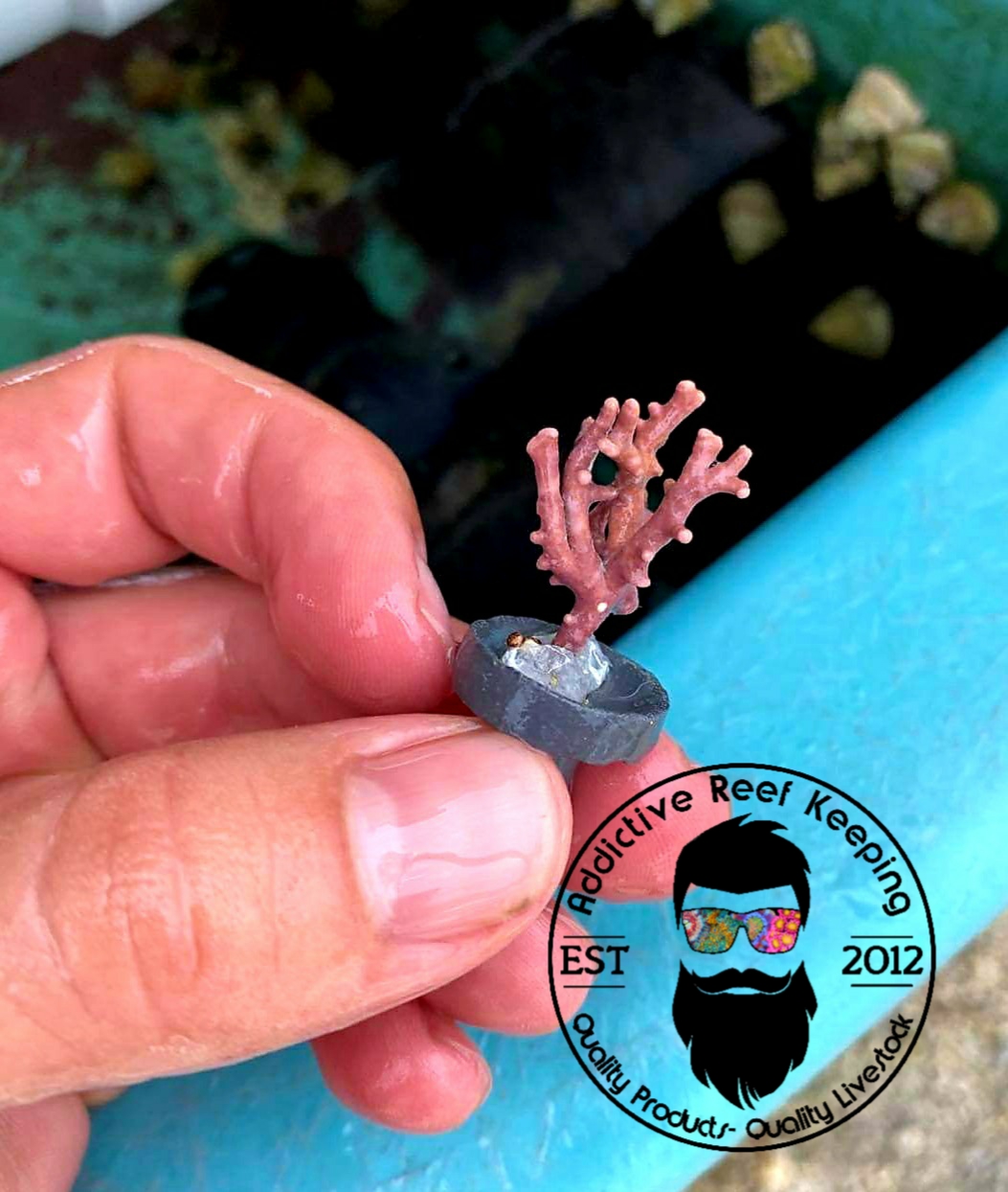 Thick Branching Coralline Algae Frag 1″ to 3″ FREE SHIPPING!!!