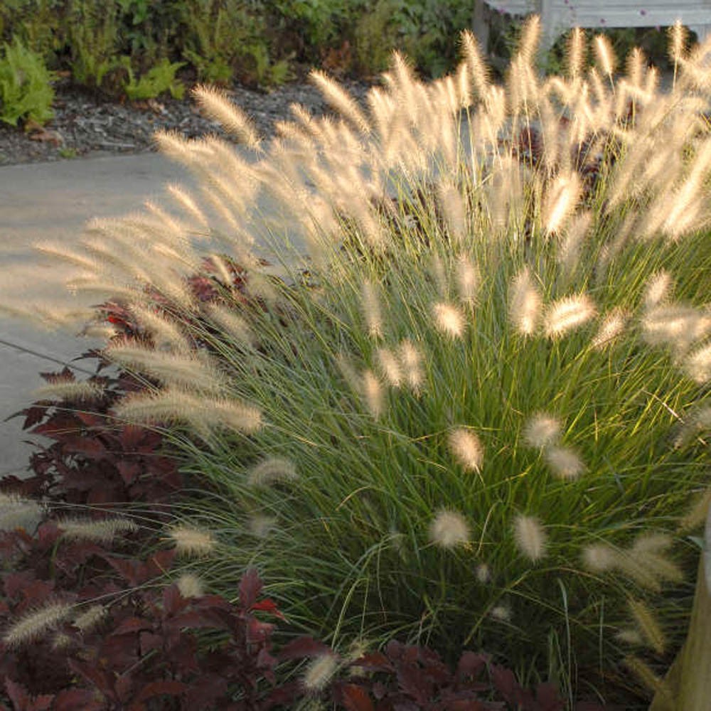 Pennisetum alopecuroides 'Hameln' (Dwarf Fountain Grass)